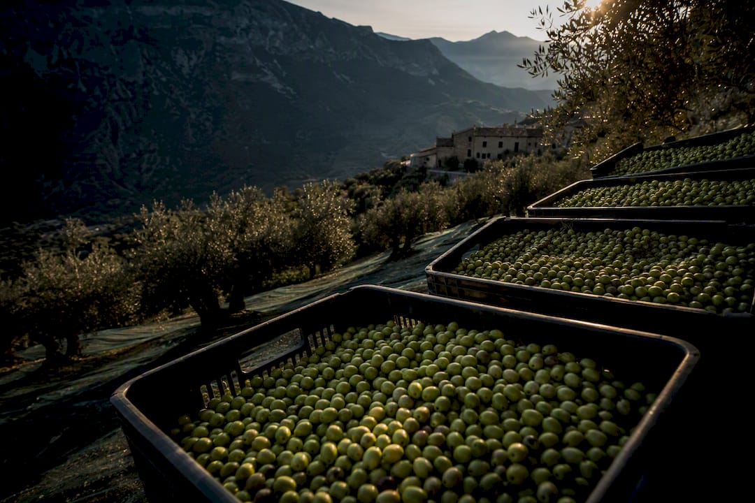 Olivares de montaña y aceitunas de recolección temprana