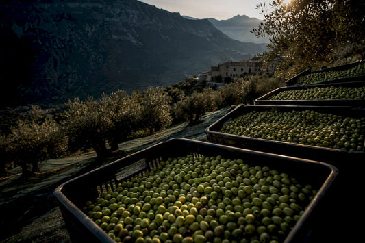 Olivares de montaña y aceitunas de recolección temprana
