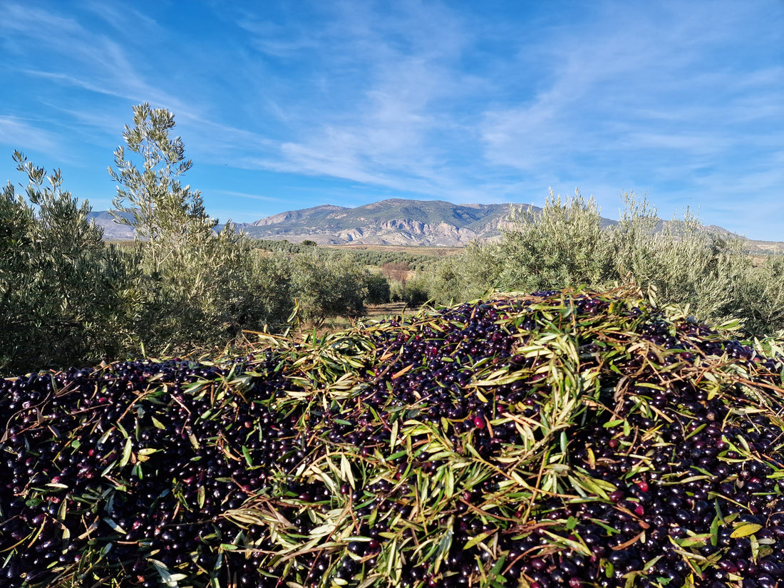 Qué es un AOVE Picual de cosecha temprana