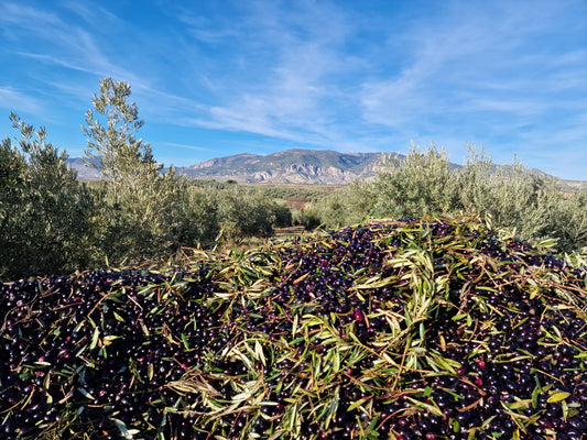 Qué es un AOVE Picual de cosecha temprana