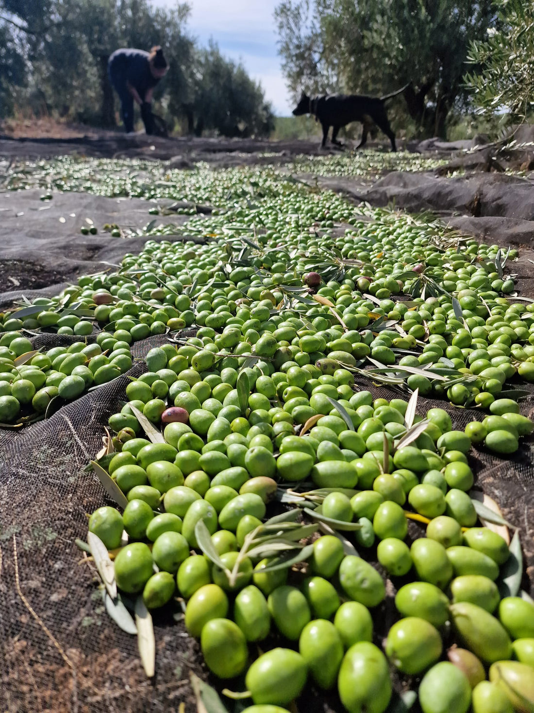 Qué es un AOVE Picual de cosecha temprana