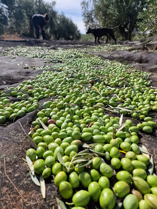 Qué es un AOVE Picual de cosecha temprana